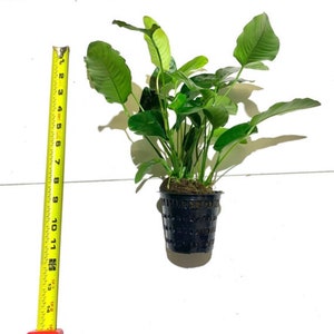 Anubias Barteri MOTHER Pot XXL Large Freshwater Aquatic Live Aquarium Plants image 3