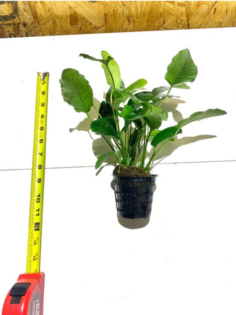 Anubias Barteri MOTHER Pot XXL Large Freshwater Aquatic Live Aquarium Plants image 3