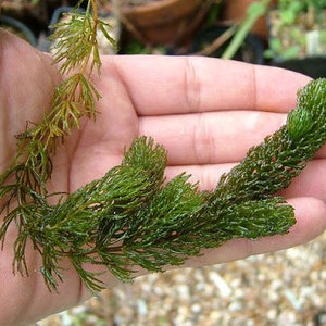 BUY 2 GET 1 FREE Hornwort Coontail Live Aquarium Plants image 9