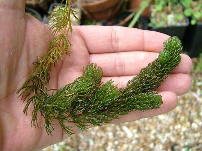 BUY 2 GET 1 FREE Hornwort Coontail Live Aquarium Plants image 9