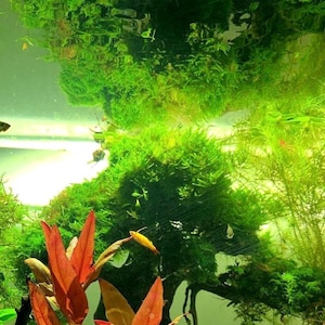 BUY 2 GET 1 FREE Christmas Moss Xmas Moss Vesicularia montagnei Easy Live Aquarium Plants Willow Moss