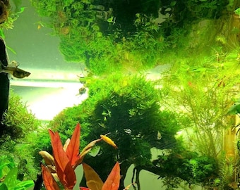 BUY 2 GET 1 FREE Christmas Moss Xmas Moss Vesicularia montagnei Easy Live Aquarium Plants Willow Moss