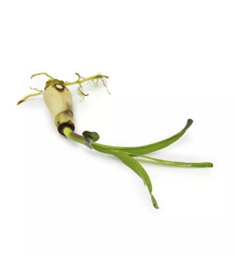 Crinum Thaianum Thai Onion Water Onion Live Aquarium Plants Etsy