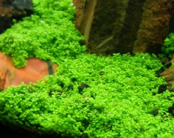 BUY 2 GET 1 FREE Micranthemum Monte Carlo Live Aquarium Plants