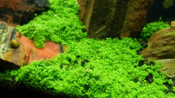 BUY 2 GET 1 FREE Micranthemum Monte Carlo Live Aquarium Plants