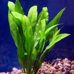 BUY 2 GET 1 FREE Amazon Sword Echinodorus Bleheri Easy Live Aquarium Plants image 1