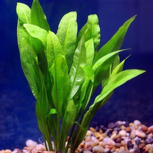 May include: A close-up of a green aquatic plant with long, narrow leaves growing in a tank with small, colorful pebbles.