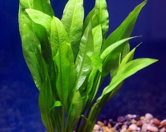 BUY 2 GET 1 FREE Amazon Sword Echinodorus Bleheri Easy Live Aquarium Plants