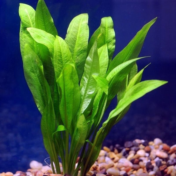 BUY 2 GET 1 FREE Amazon Sword Echinodorus Bleheri Live Aquarium Plants