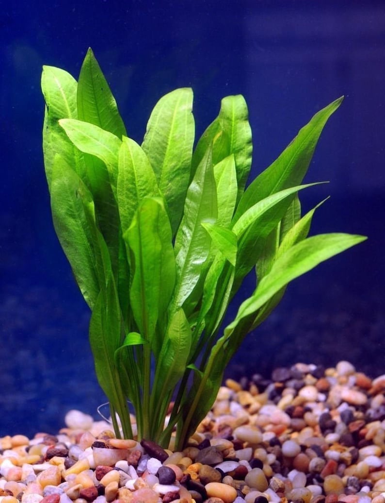 BUY 2 GET 1 FREE Amazon Sword Echinodorus Bleheri Easy Live Aquarium Plants image 1