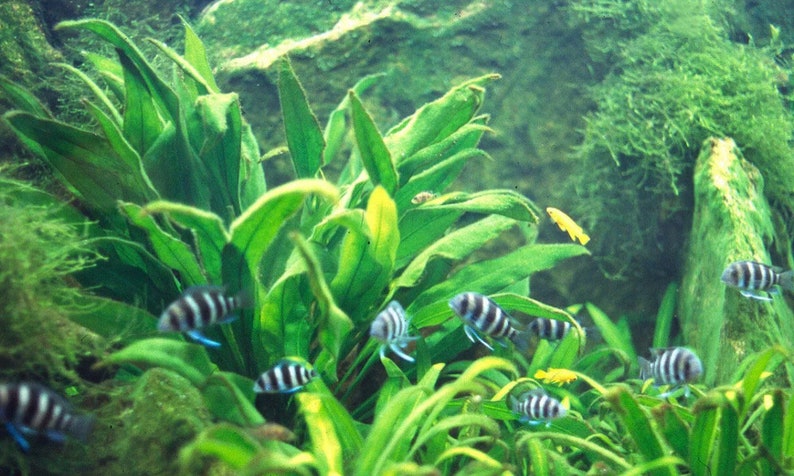 3x Amazon Sword Echinodorus Bleheri Live Aquarium Plants Aquatic Plants image 7