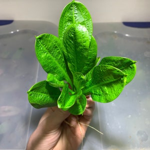 BUY 2 GET 1 FREE Echinodorus Parviflorus Rosette Sword Amazon Sword Plant Live Aquarium Plants image 2