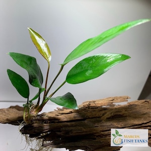 May include: A green and red aquatic plant with long, pointed leaves growing on a piece of driftwood. The plant is rooted in the driftwood and has several new shoots growing from the base.