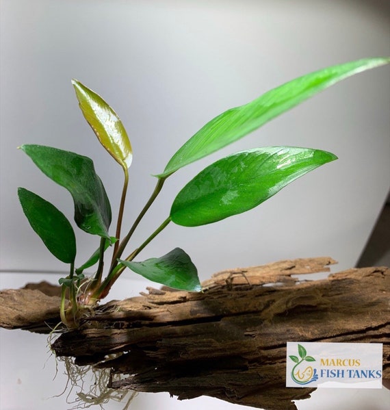 5 Anubias Frazeri Live Aquarium Plants Live Aquatic Plants - Etsy