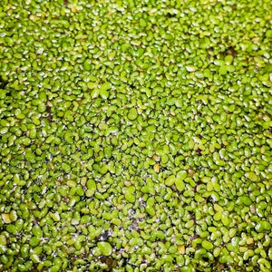 May include: A close-up image of a green aquatic plant covering the surface of a body of water. The plant has small, oval-shaped leaves that are densely packed together.