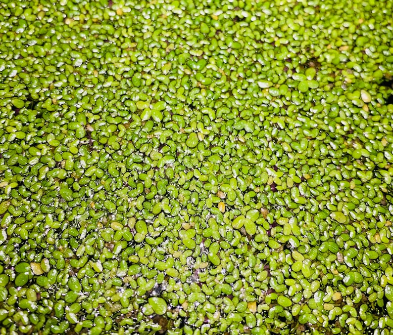 May include: A close-up image of a green aquatic plant covering the surface of a body of water. The plant has small, oval-shaped leaves that are densely packed together.