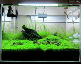 Micranthemum Monte Carlo Live Aquarium Plants BUY 2 GET 1 FREE