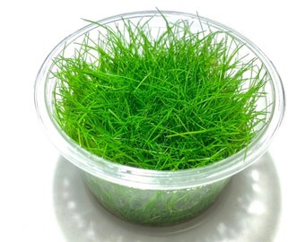 3x Dwarf Hair Grass Tissue Culture Cup Eleocharis Parvula Live Aquarium Plants