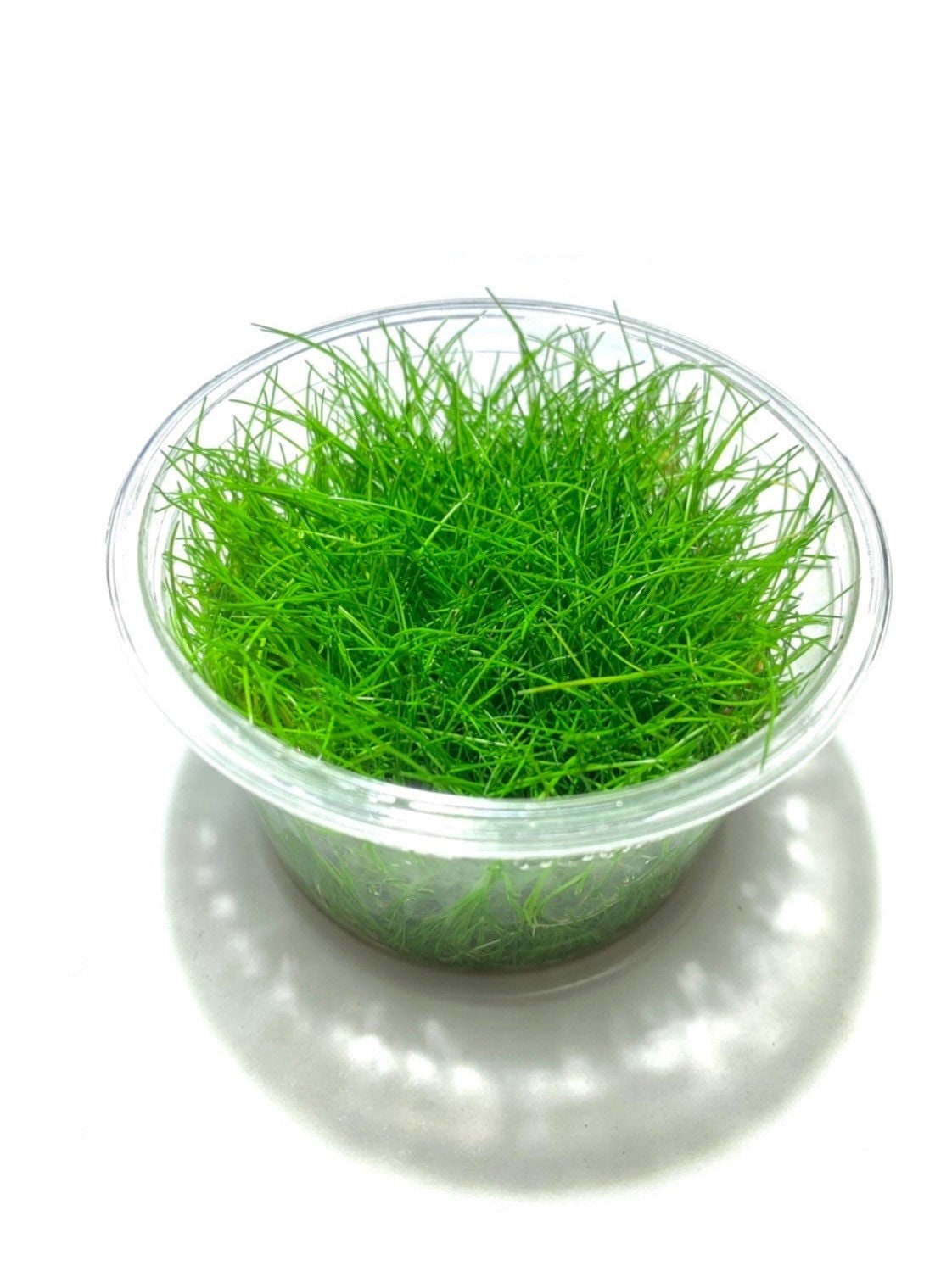 Eleocharis Acicularis Dwarf Hair Grass – Live Aquarium Plants, Tissue Culture, Beginner-Friendly