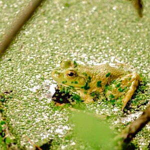 May include: A green frog with brown spots sits in a pond covered in green algae.