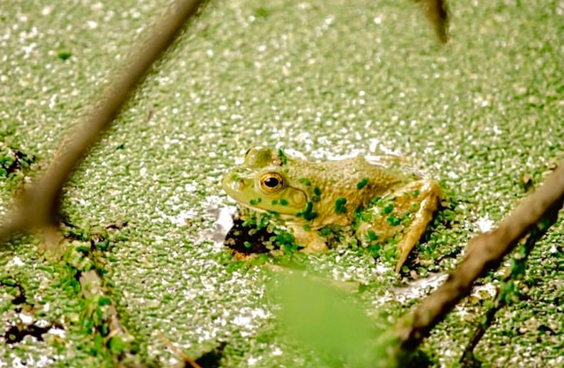 May include: A green frog with brown spots sits in a pond covered in green algae.