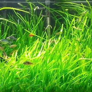 BUY 2 GET 1 FREE 5 Jungle Val Italian Val Jungle Vallisneria Live Aquarium Plants Eel Grass Aquatic Plant