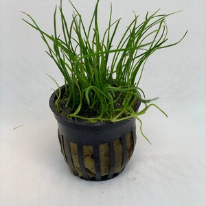 May include: A small potted plant with long, thin, green leaves. The plant is in a black plastic pot with a brown mesh insert.