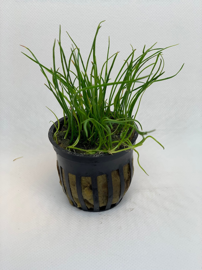 May include: A small potted plant with long, thin, green leaves. The plant is in a black plastic pot with a brown mesh insert.
