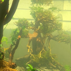 BUY 2 GET 1 FREE Christmas Moss Vesicularia Montagnei Easy Live Aquarium Plants Xmas Moss afbeelding 5