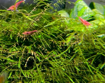 BUY 2 GET 1 FREE Java Moss Taxiphyllum Barbieri Easy Live Aquarium Plant Aquarium Moss