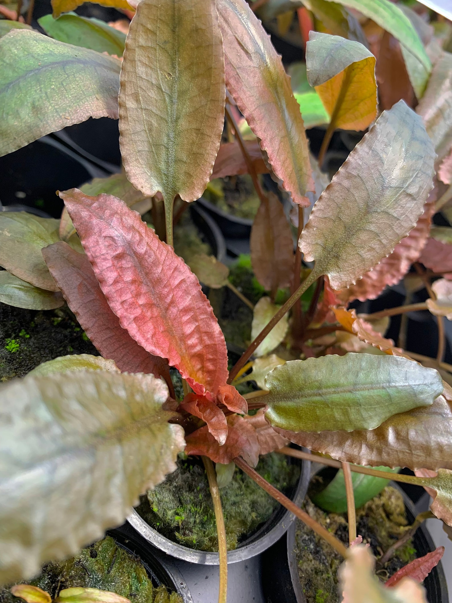 Cryptocoryne Pink Flamingo Crypt Pink Panther Live Aquarium Plants ...