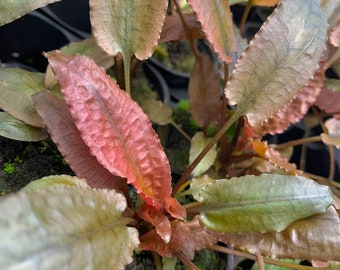 BUY 2 GET 1 FREE Cryptocoryne Pink Flamingo Crypt Pink Panther Live Aquarium Plants Aquatic Plants