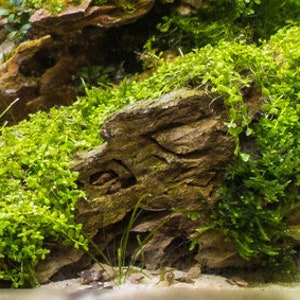 May include: A close-up of a rock covered in green moss. The moss is growing in a thick layer, covering the entire surface of the rock. The rock is brown and has a rough texture.