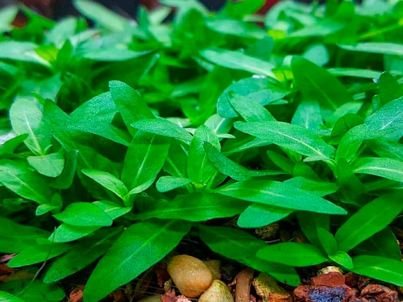 flowering basil plant Sweet Italian Basil | Amazel Basil