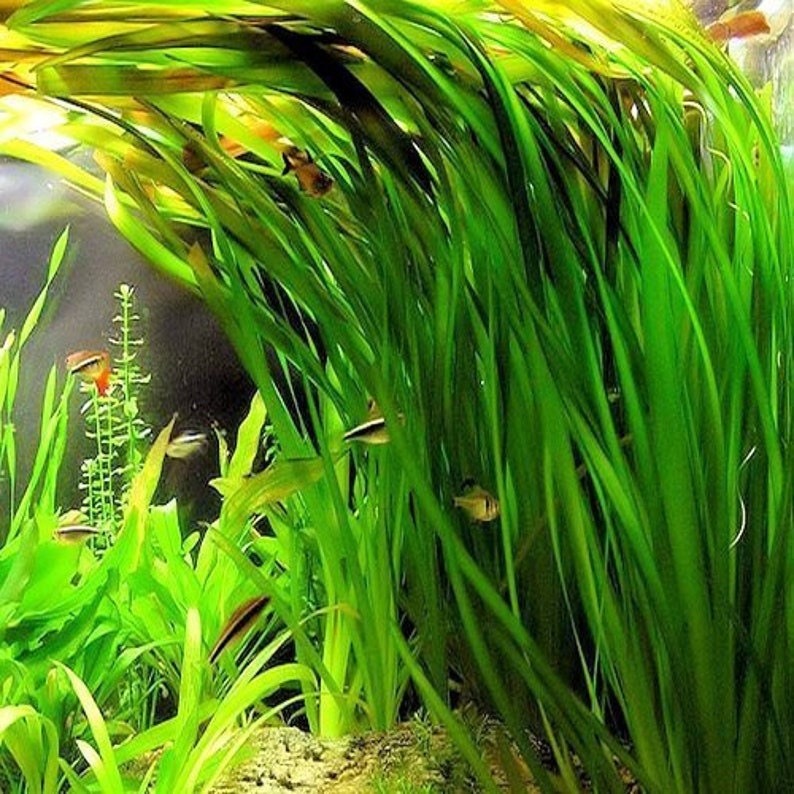 BUY 2 GET 1 FREE 5x Jungle Val Aquarium Plants Jungle Vallisneria Live Aquarium Plants Freshwater Aquatic Plants image 3