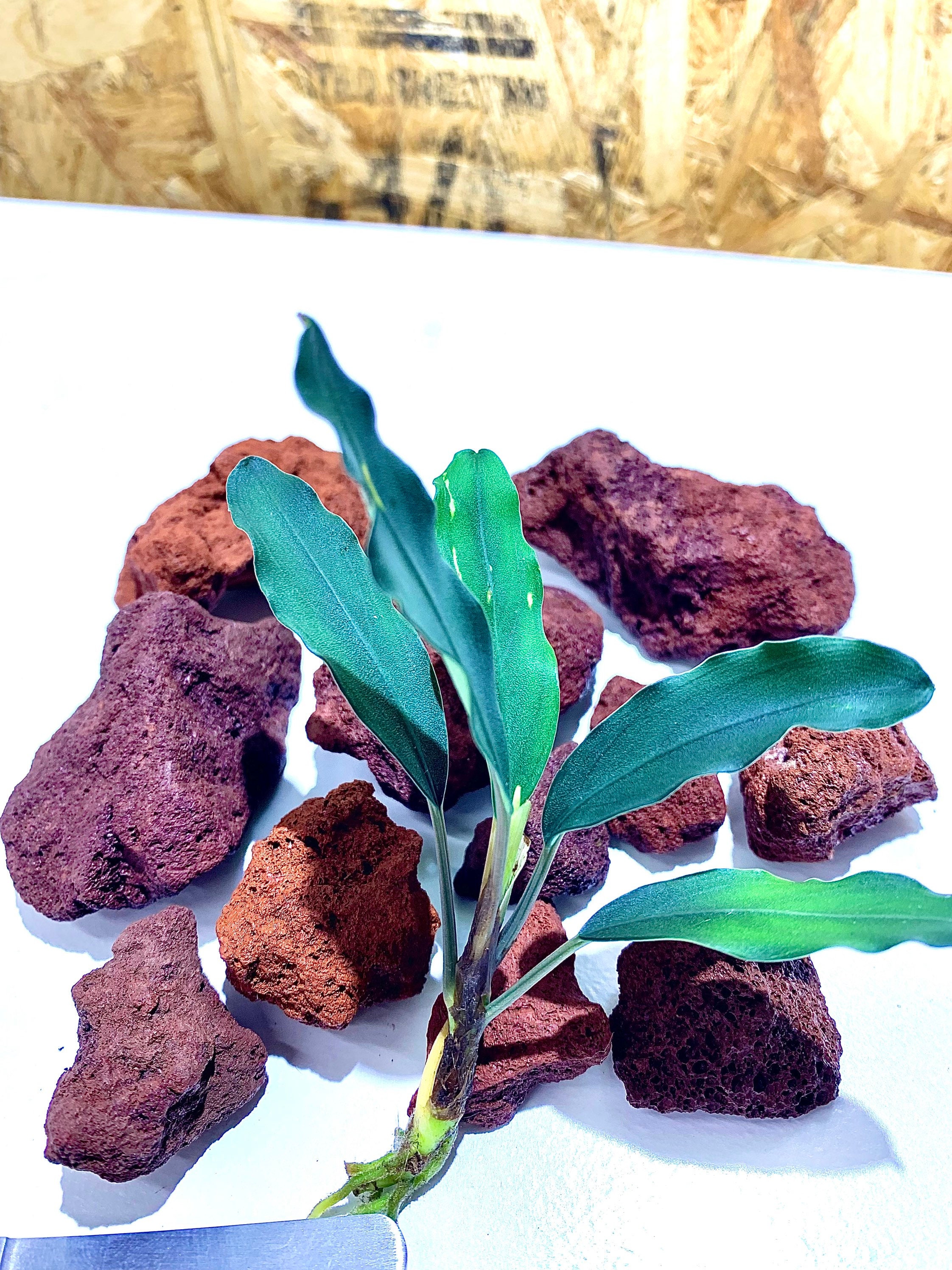 BUY 2 GET 1 FREE - Bucephalandra (Buce) Live Aquarium Plant Rhizomes - Freshwater, Tropical 9 thumbnail image
