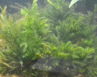 Hornwort Coontail Live Ceratophyllum Demersum Fish Tank Plants Aquarium Plant BUY 2 GET 1 FREE