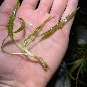 May include: A close-up of a small green aquatic plant with long, thin leaves and a brown root system. The plant is being held in a person's hand.