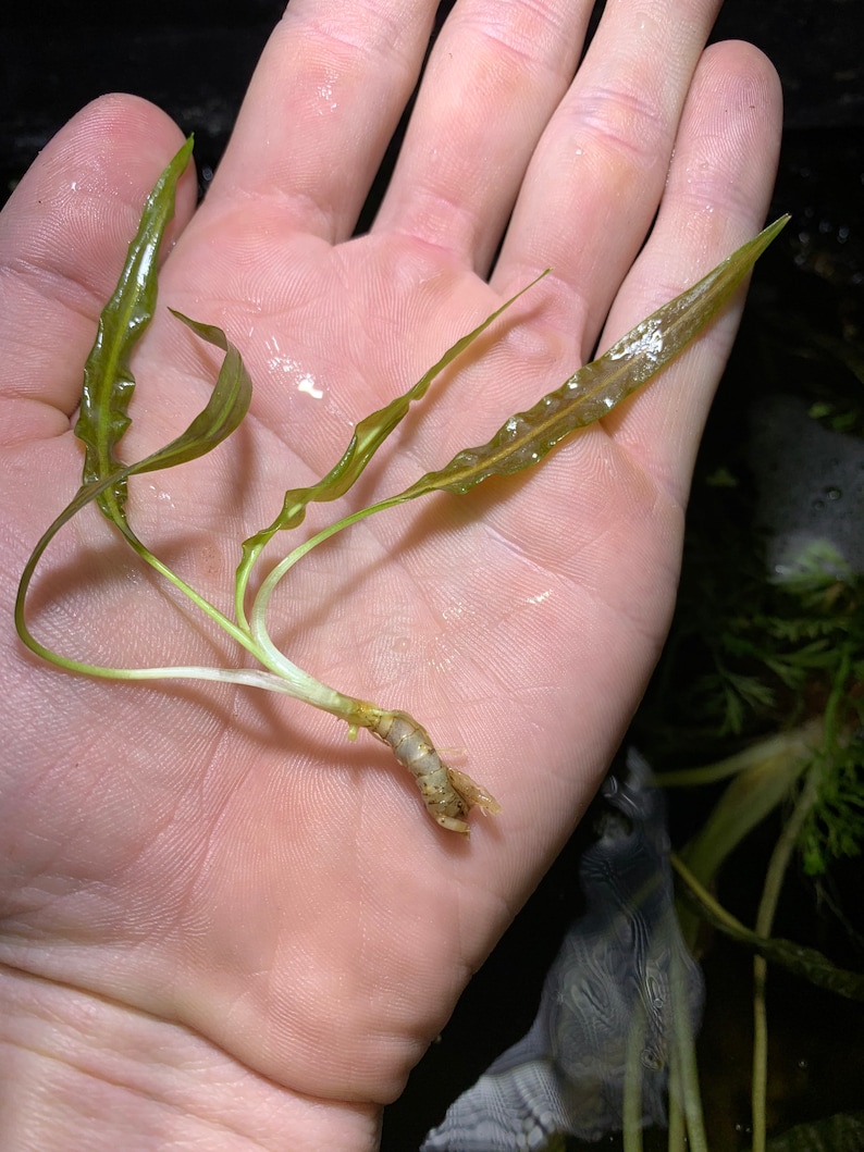 May include: A close-up of a small green aquatic plant with long, thin leaves and a brown root system. The plant is being held in a person's hand.