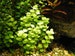 BUY 2 GET 1 FREE Golden Lloydiella Golden Creeping Jenny Live Aquarium Plants 