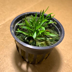 Op de afbeelding: Een kleine groene plant die groeit in een zwarte plastic pot met een groen mosachtig materiaal.