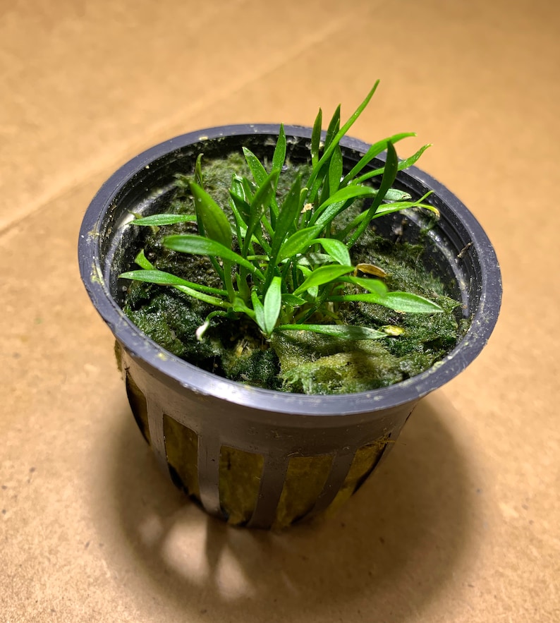 Op de afbeelding: Een kleine groene plant die groeit in een zwarte plastic pot met een groen mosachtig materiaal.
