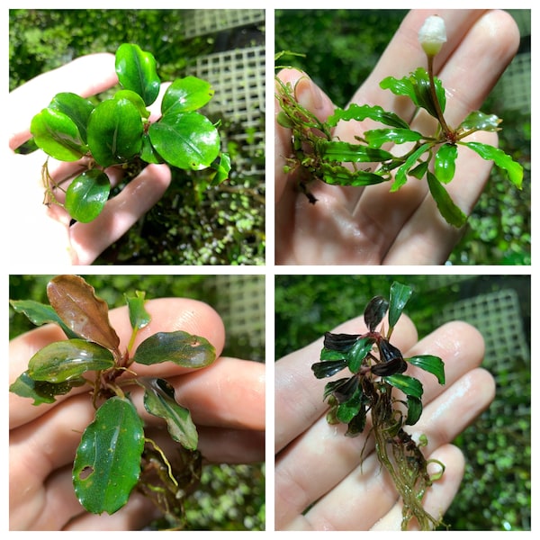 BUY 2 GET 1 FREE Bucephalandra Buce Mystery Rhizomes Easy Live Aquarium Plant