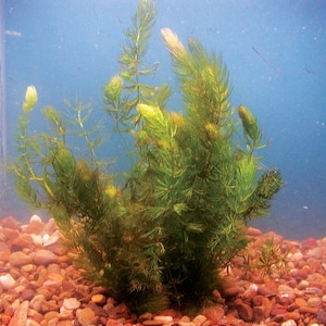 BUY 2 GET 1 FREE Hornwort Coontail Live Aquarium Plants
