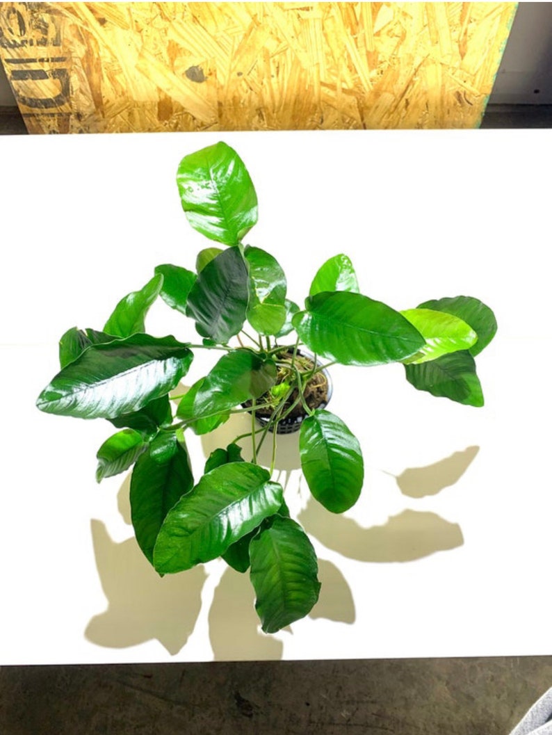 Anubias Barteri MOTHER Pot XXL Large Freshwater Aquatic Live Aquarium Plants image 9