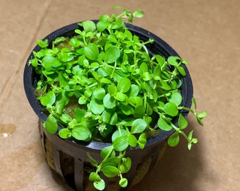 Micranthemum Monte Carlo Live Aquarium Plants BUY 2 GET 1 FREE