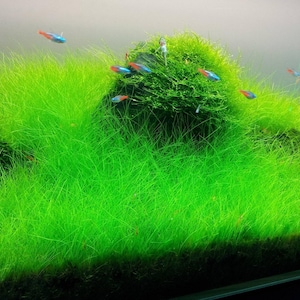 May include: A close-up of a planted aquarium with a lush green carpet of grass-like plants. Several small, brightly colored fish swim through the dense foliage.