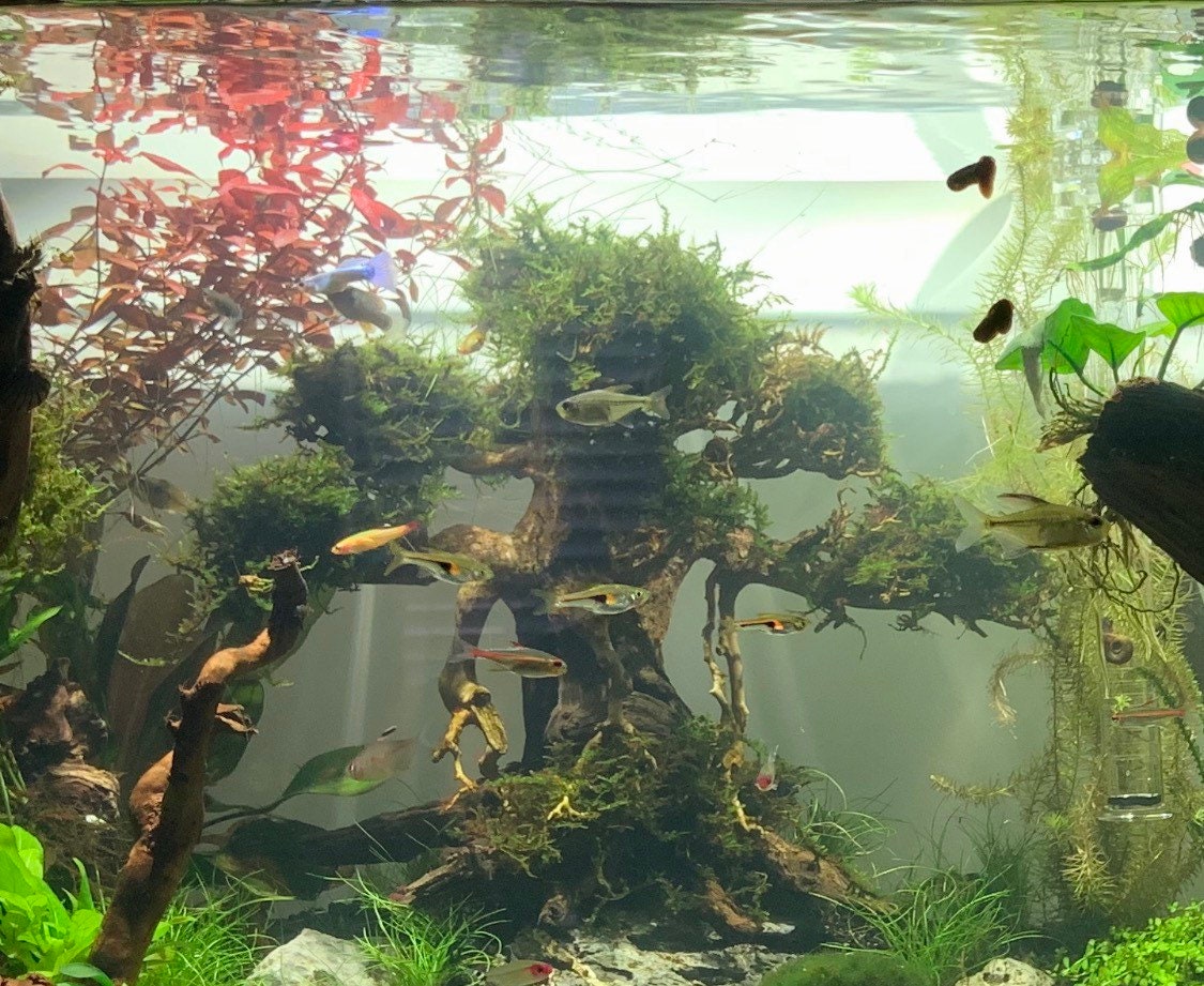 Planterest - Java Moss | Vesicularia Dubyana