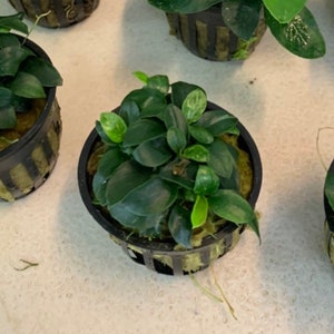 5 Anubias Nana Petite Pots Easy Live Aquarium Plants image 5