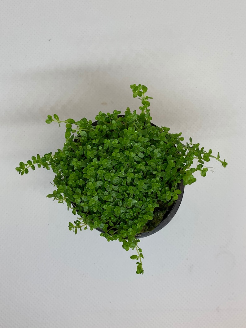Dwarf baby tears live aquarium plant